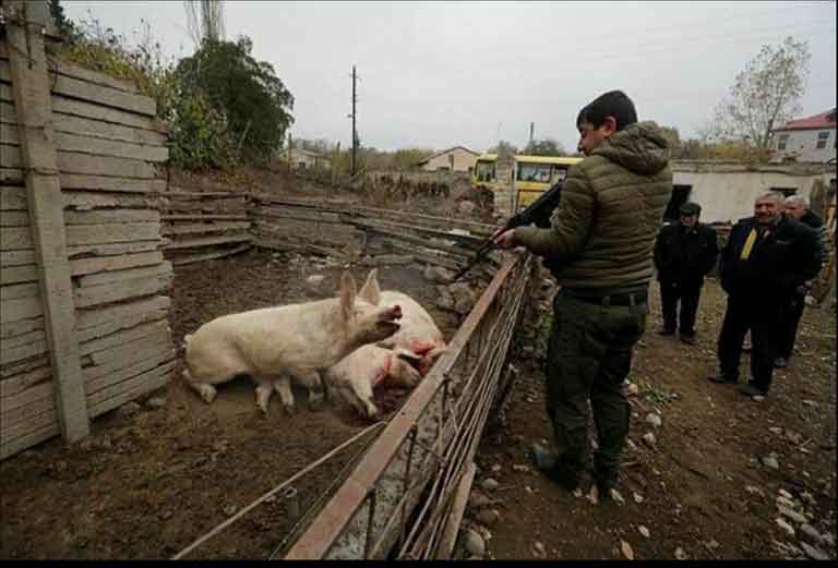 Армяне расстреливают домашний скот